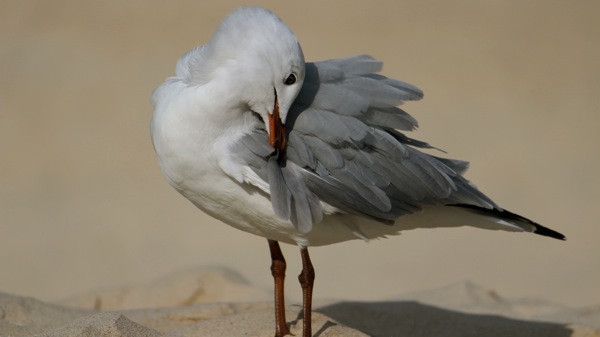 IMG_4681.JPG IMG 4681