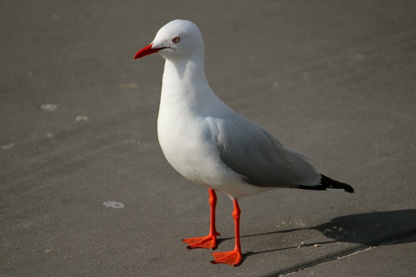 IMG_4708.JPG IMG 4708