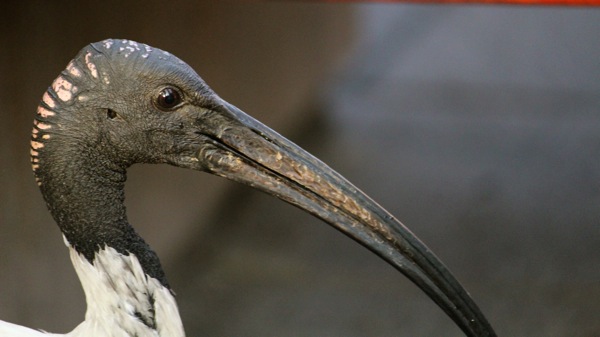 IMG_5006.JPG IMG 5006