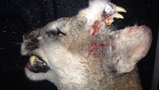 635877923827790278-Deformed-mountain-lion-Idaho-Fish-and-Game_1452225250503_36436_ver1.0